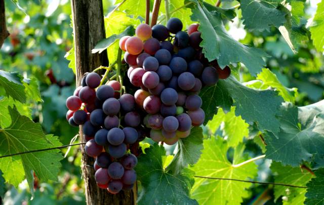 绵阳富硒大米(富硒优质大米)-硒宝网