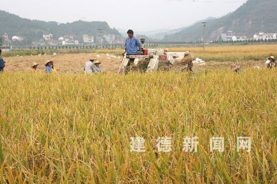 建始富硒大米(富硒大米市场前景)-硒宝网