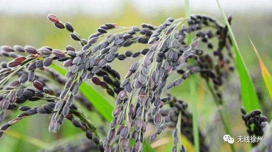 富硒大米发酵（大米发酵富硒含量）-硒宝网