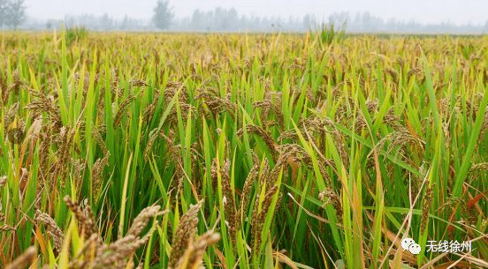 富硒大米发酵（大米发酵富硒含量）-硒宝网