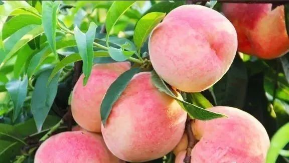 富硒大米发酵（大米发酵富硒含量）-硒宝网