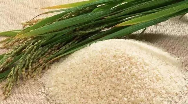富硒大米发酵（大米发酵富硒含量）-硒宝网