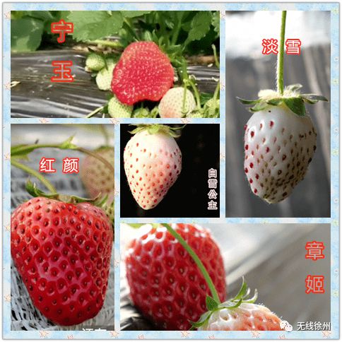 富硒大米发酵（大米发酵富硒含量）-硒宝网