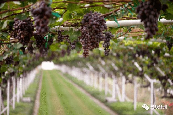 富硒大米发酵（大米发酵富硒含量）-硒宝网