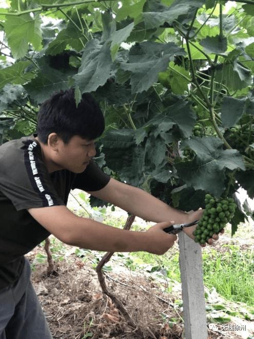 富硒大米发酵（大米发酵富硒含量）-硒宝网