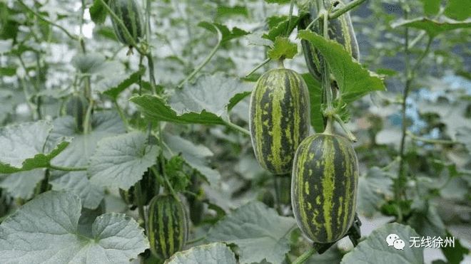 富硒大米发酵（大米发酵富硒含量）-硒宝网