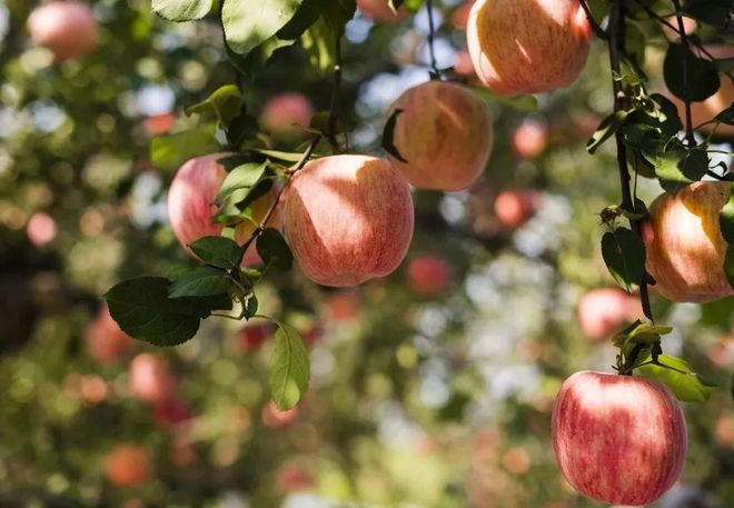 富硒大米发酵（大米发酵富硒含量）-硒宝网