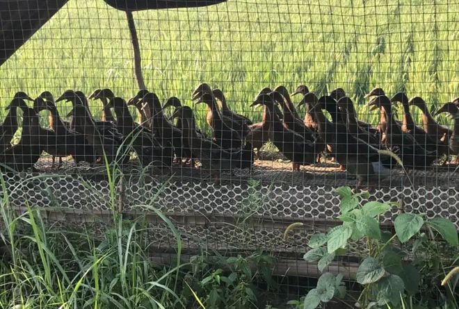 富硒大米发酵（大米发酵富硒含量）-硒宝网