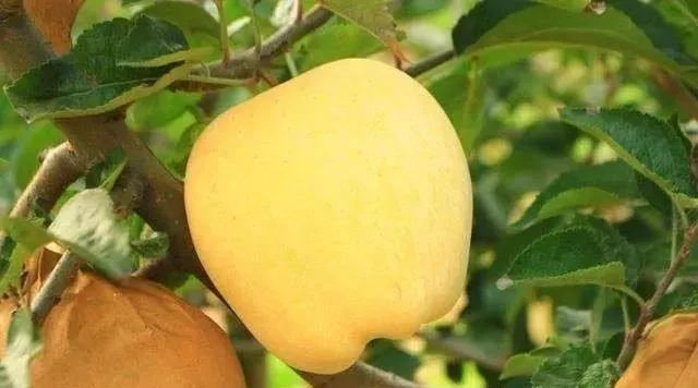 富硒大米发酵（大米发酵富硒含量）-硒宝网