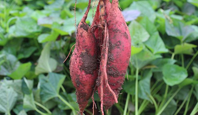 富硒大米发酵（大米发酵富硒含量）-硒宝网