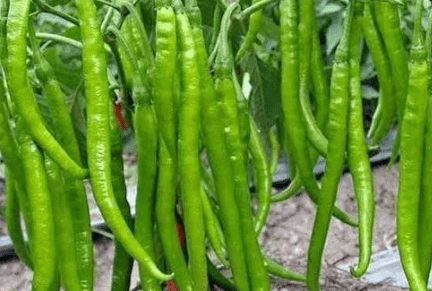 富硒大米发酵（大米发酵富硒含量）-硒宝网