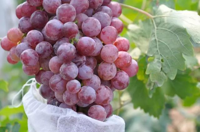 富硒大米发酵（大米发酵富硒含量）-硒宝网