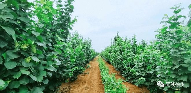 富硒大米发酵（大米发酵富硒含量）-硒宝网