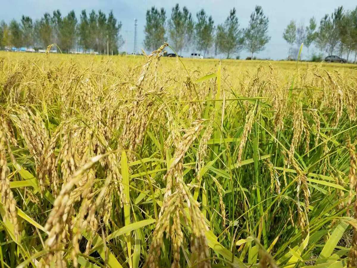 营销富硒大米(富硒大米广告文案)-硒宝网