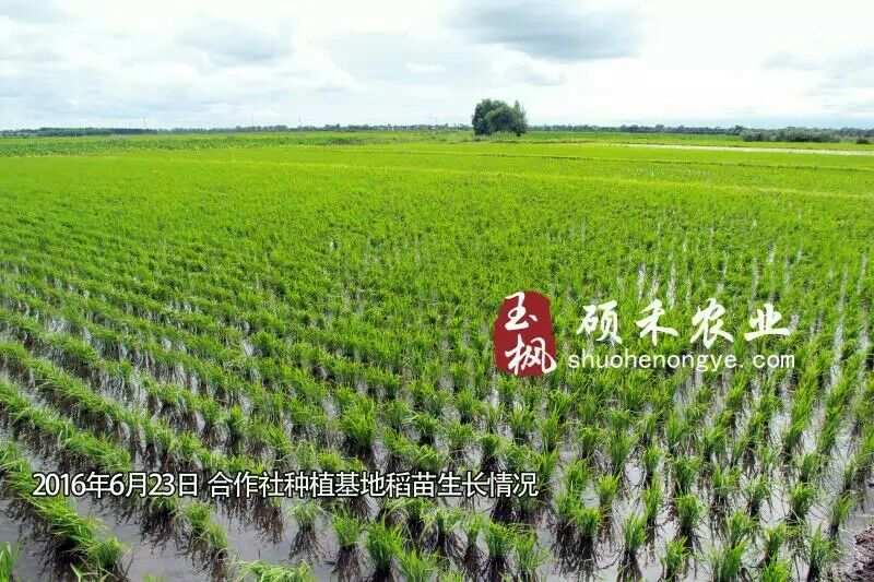 营销富硒大米(富硒大米广告文案)-硒宝网