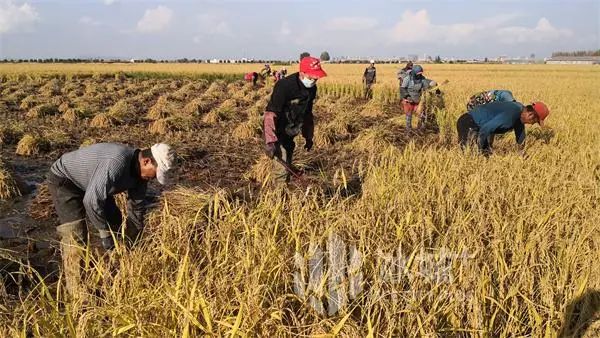 彬彬富硒大米(富硒大米成分表)-硒宝网