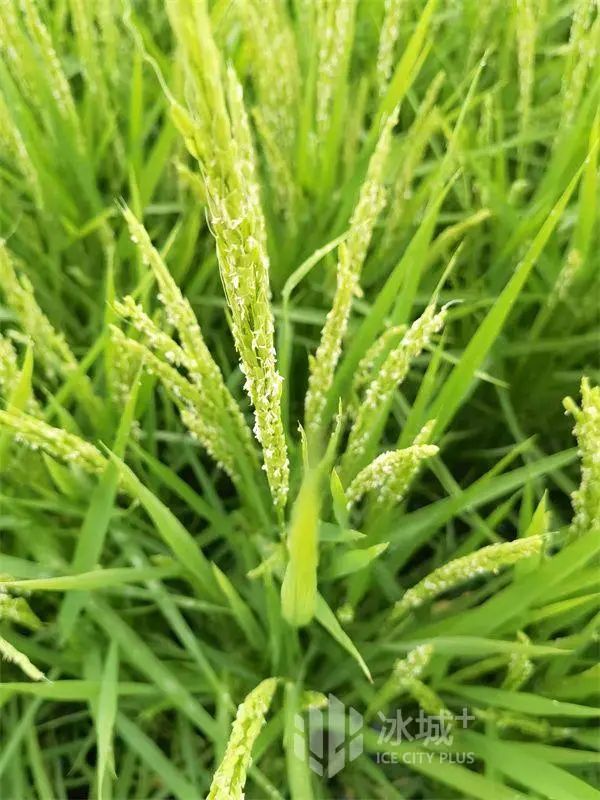 彬彬富硒大米(富硒大米成分表)-硒宝网