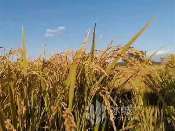 彬彬富硒大米(富硒大米成分表)-硒宝网