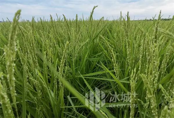 彬彬富硒大米(富硒大米成分表)-硒宝网