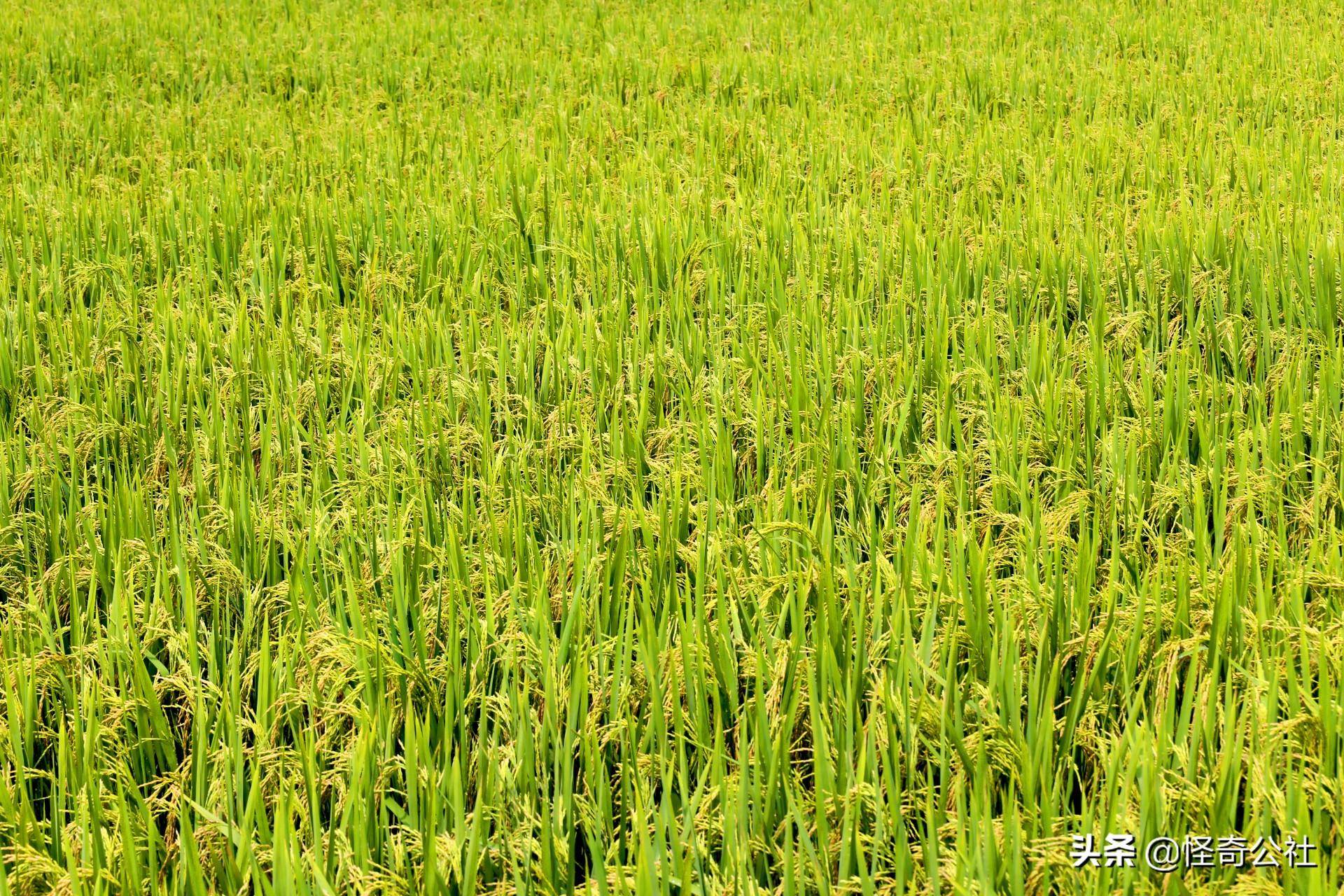 富硒大米特价(富硒优质大米)-硒宝网