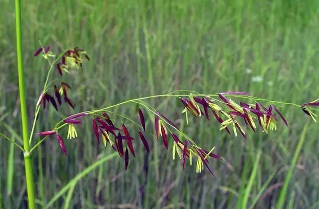 伊犁富硒大米（新疆富硒大米）-硒宝网