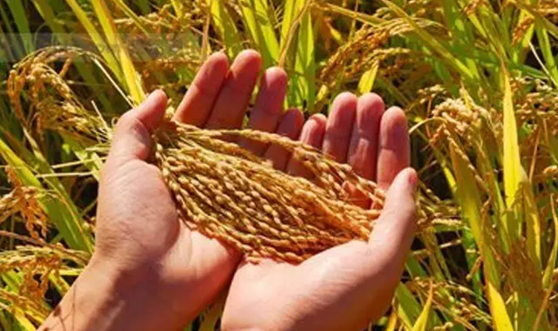 伊犁富硒大米（新疆富硒大米）-硒宝网