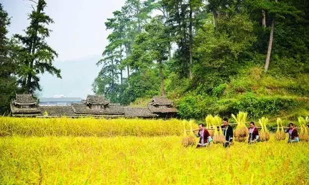 伊犁富硒大米（新疆富硒大米）-硒宝网