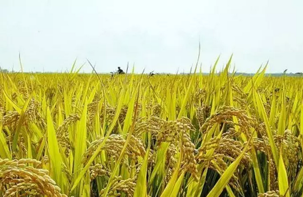 伊犁富硒大米（新疆富硒大米）-硒宝网