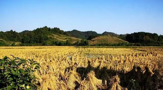 伊犁富硒大米（新疆富硒大米）-硒宝网