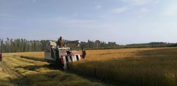 伊犁富硒大米（新疆富硒大米）-硒宝网