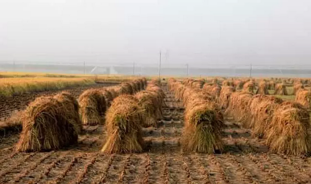 伊犁富硒大米（新疆富硒大米）-硒宝网