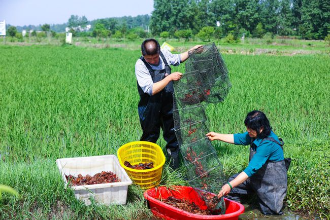 阜康富硒大米(富硒大米作用)-硒宝网