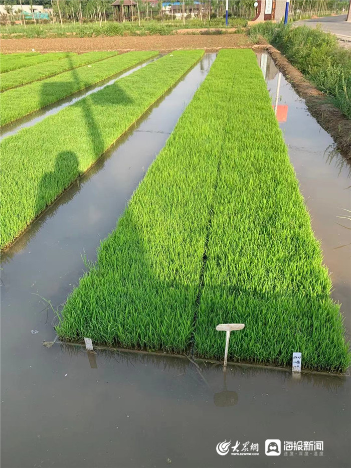 阜康富硒大米(富硒大米作用)-硒宝网