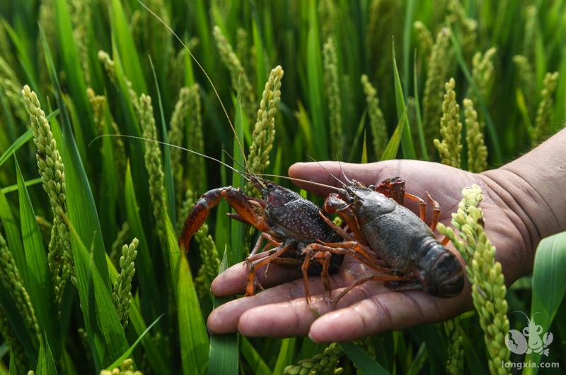 阜康富硒大米(富硒大米作用)-硒宝网