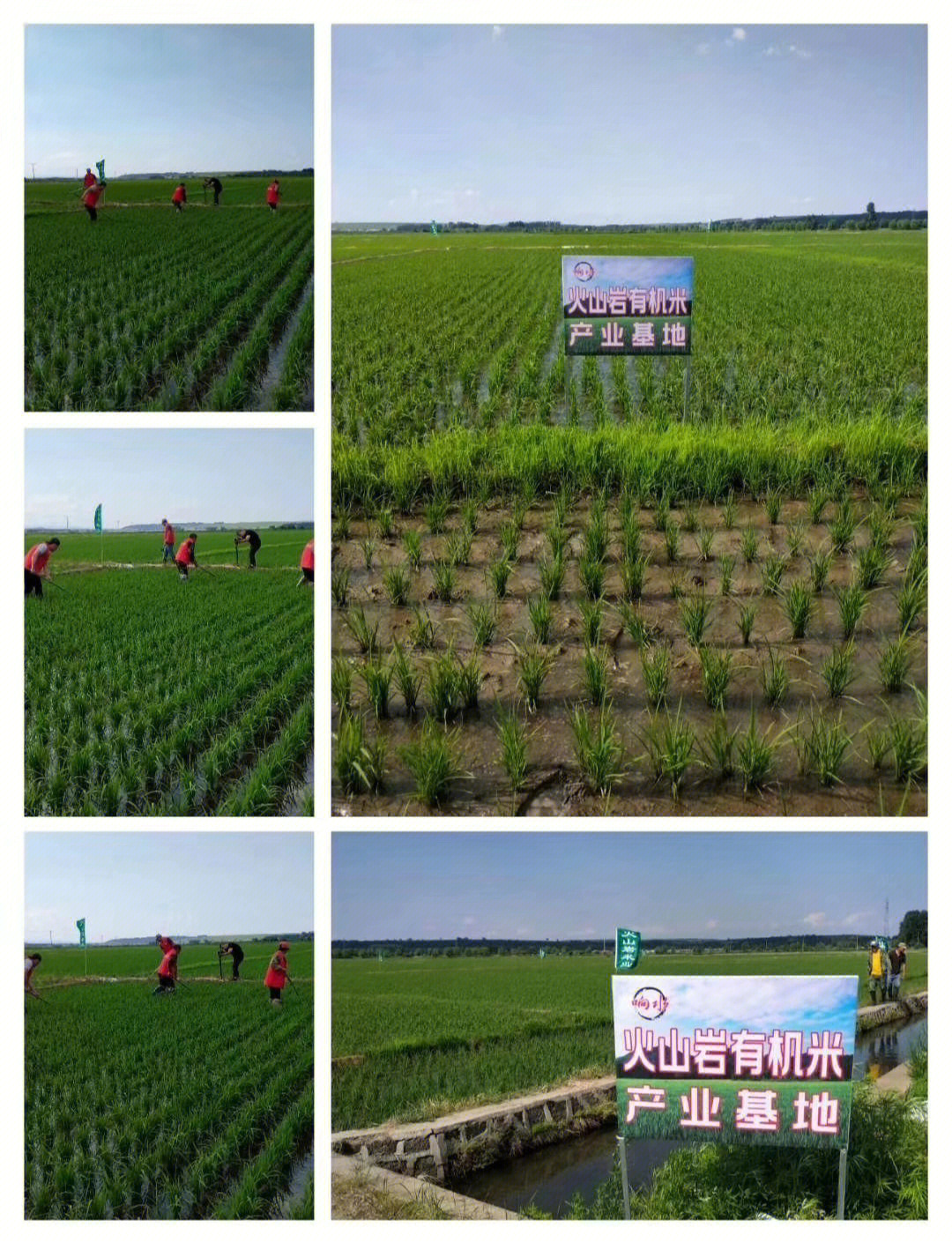 大米有机富硒（大米机富硒有什么作用）-硒宝网