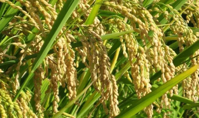 大米有机富硒（大米机富硒有什么作用）-硒宝网