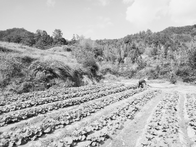 富硒大米专卖（富硒大米好在哪）-硒宝网