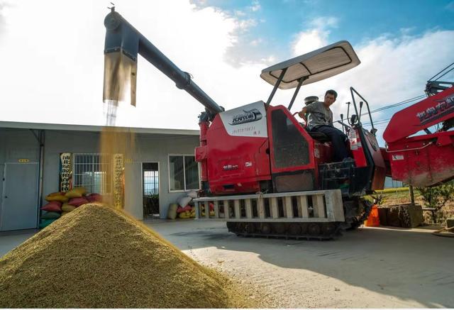 浦北富硒大米（富硒大米好在哪）-硒宝网