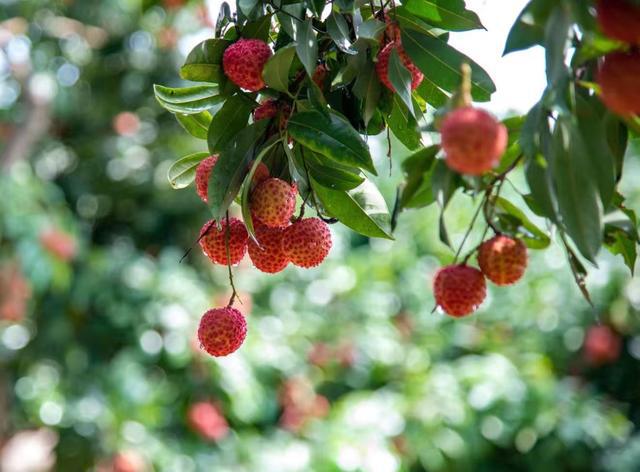 浦北富硒大米（富硒大米好在哪）-硒宝网