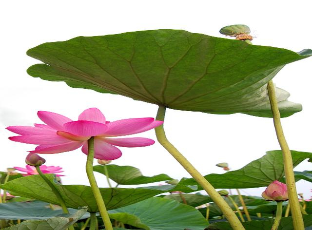 山村富硒大米(富硒优质大米)-硒宝网