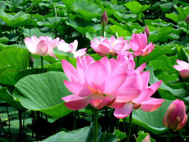 山村富硒大米(富硒优质大米)-硒宝网