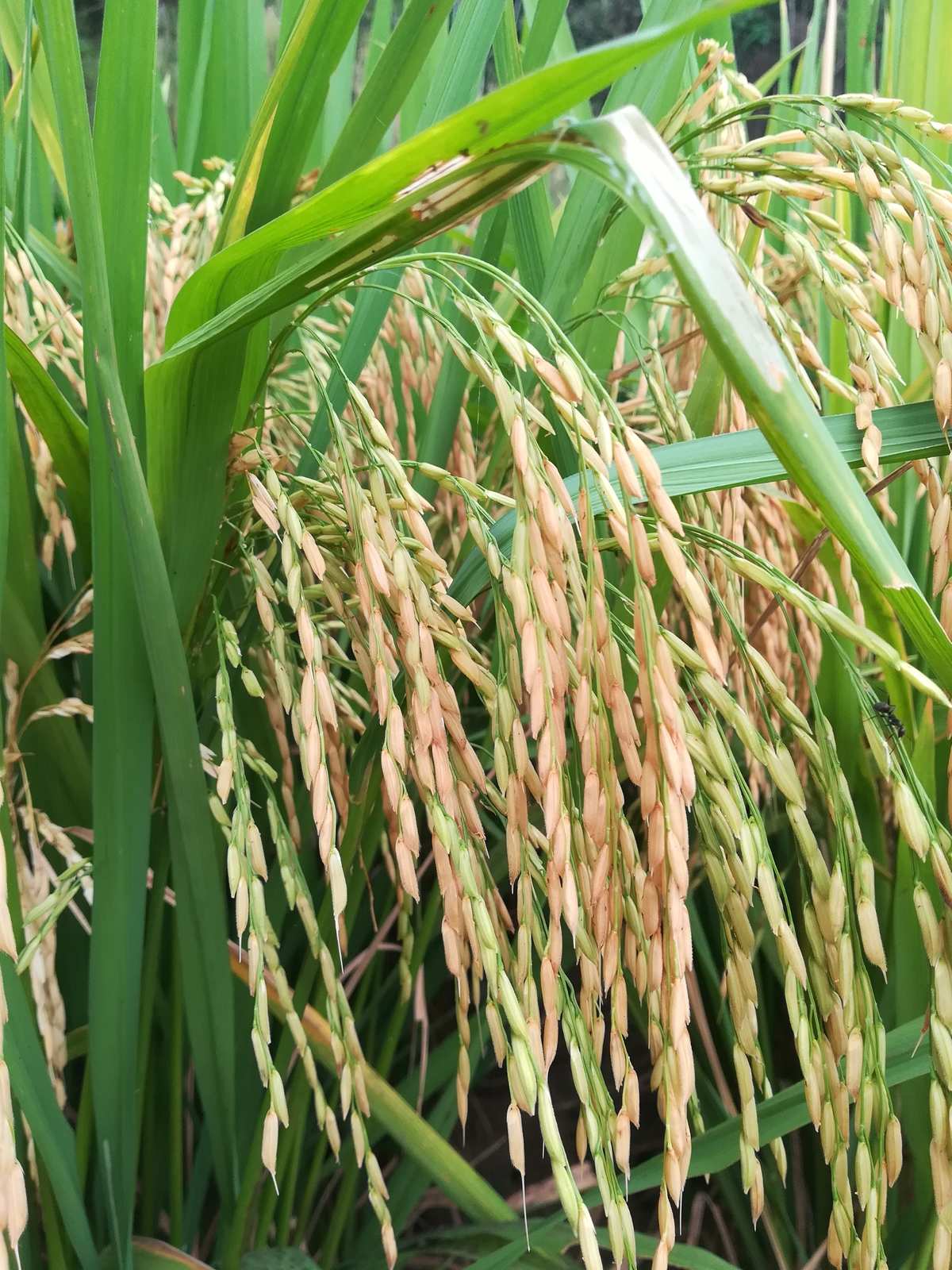 出售富硒大米(大米出售富硒产品)-硒宝网