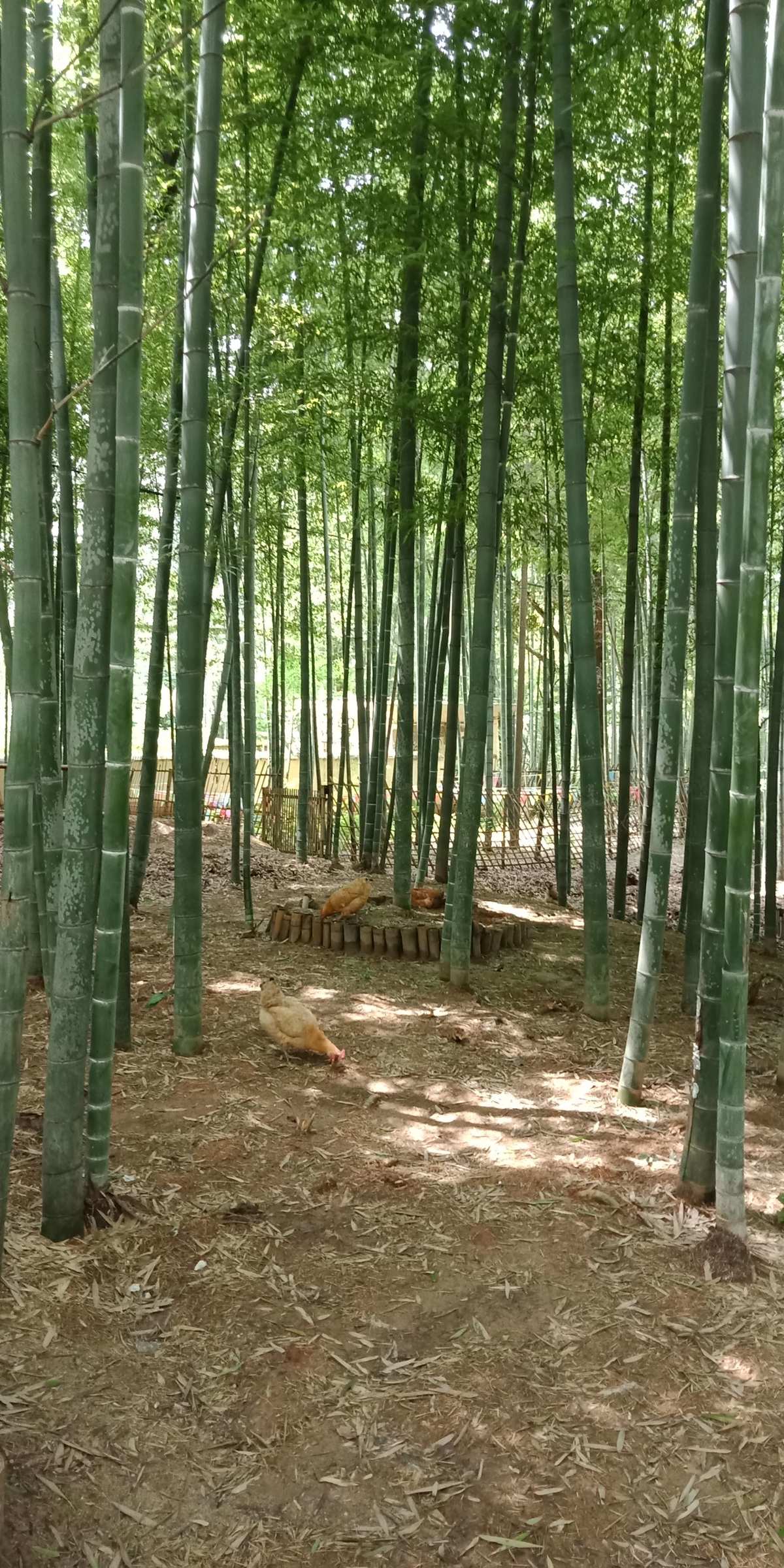 山村富硒大米（大山村富硒米多少钱一斤）-硒宝网