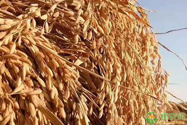 衡阳富硒大米(湖南富硒大米)-硒宝网