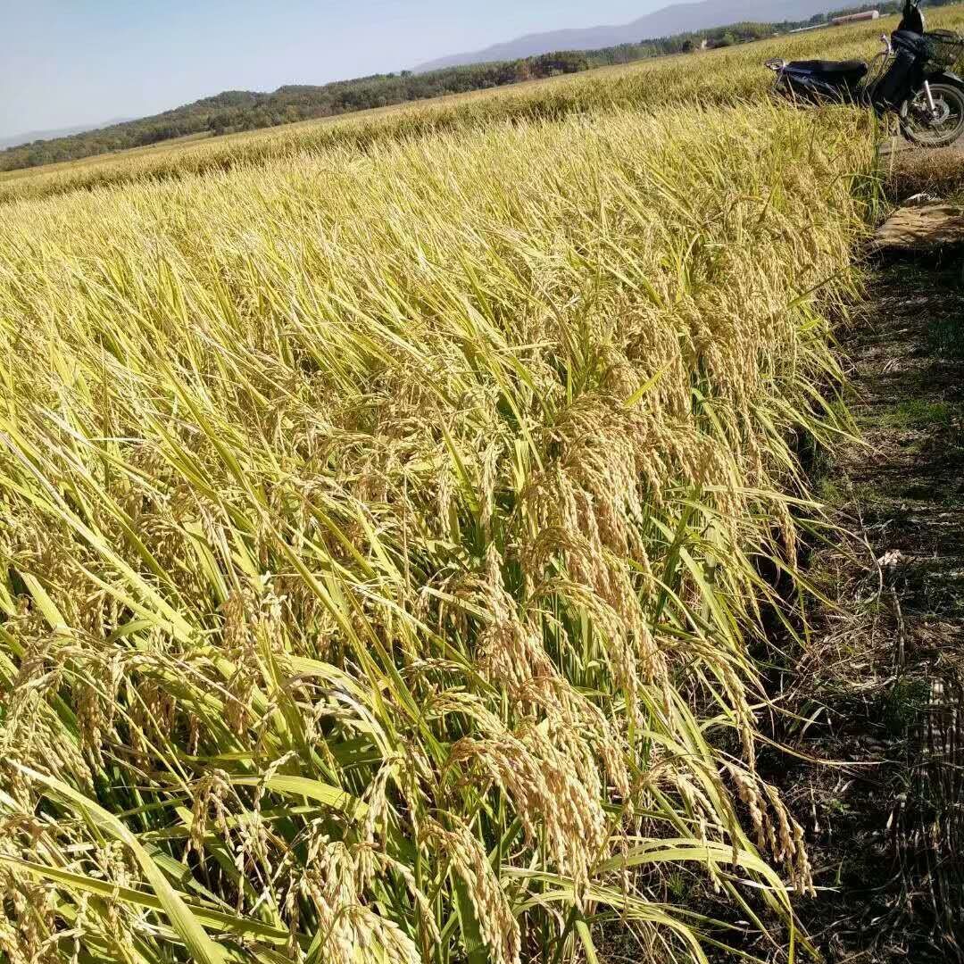 富硒大米英文（大米英文）-硒宝网