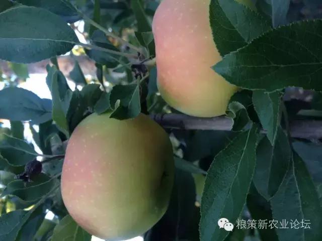 运城富硒大米(富硒大米好在哪)-硒宝网