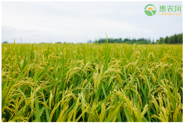 进贤富硒大米（富硒大米好在哪）-硒宝网