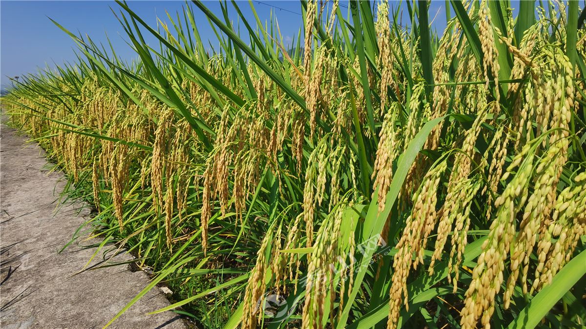 进贤富硒大米（富硒大米好在哪）-硒宝网