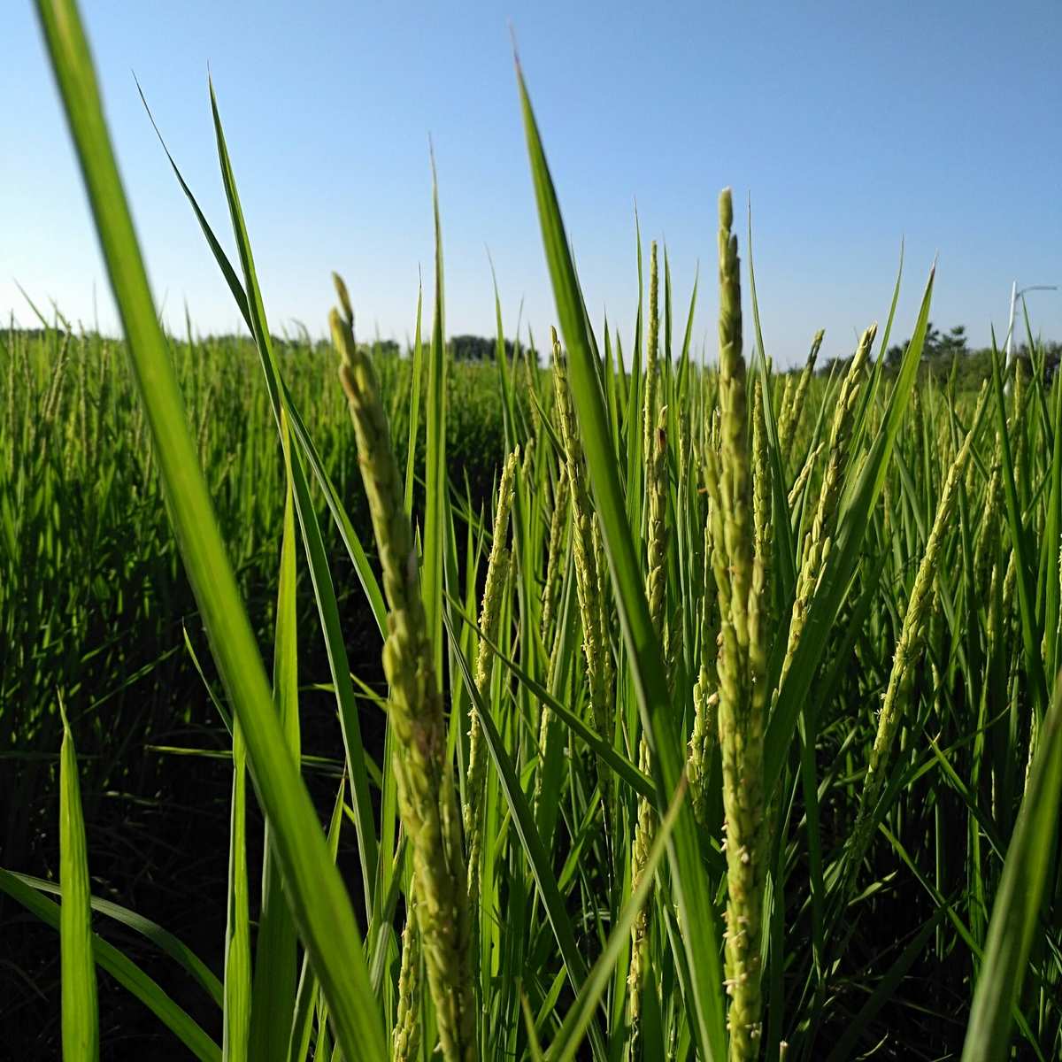 进贤富硒大米（富硒大米好在哪）-硒宝网