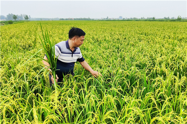 进贤富硒大米（富硒大米好在哪）-硒宝网